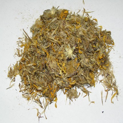 Arnica Montana